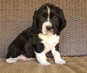 English Springer Spaniel Puppy for sale in GORMAN, CA, USA