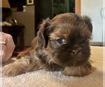 Image preview for Ad Listing. Nickname: Litter of 5