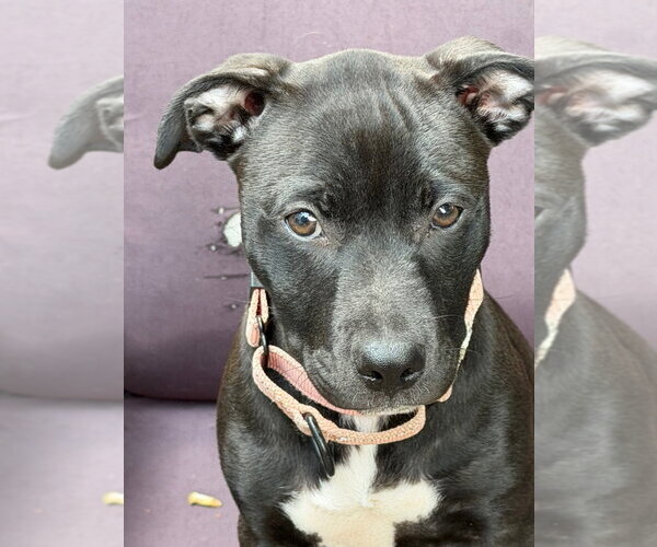 Medium Photo #2 American Staffordshire Terrier Puppy For Sale in Lawrenceville, NJ, USA