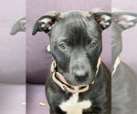 Small #1 American Staffordshire Terrier