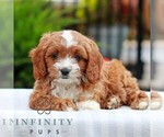 Small #3 Cavapoo (Miniature)