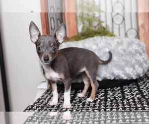 Chihuahua Puppy for sale in NAPLES, FL, USA