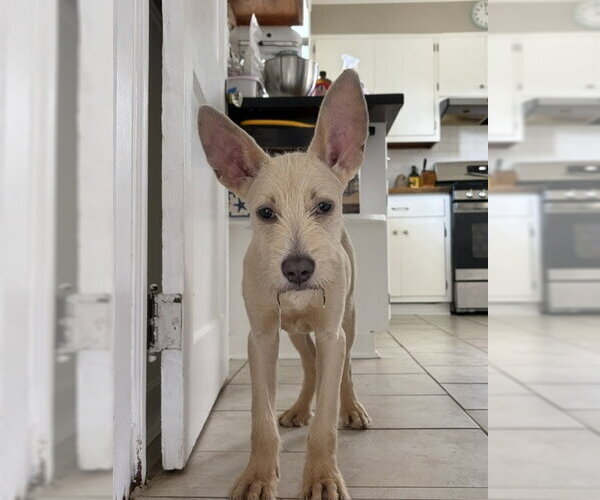 Medium Photo #4 Mutt Puppy For Sale in Oakhurst, NJ, USA
