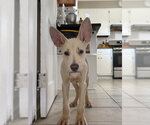Small #3 Mutt