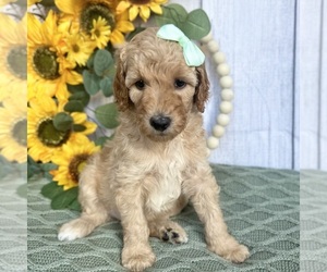Goldendoodle (Miniature) Puppy for sale in PILOT HILL, CA, USA