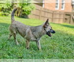 Small Photo #3 Chi-Corgi Puppy For Sale in Fultonham, NY, USA