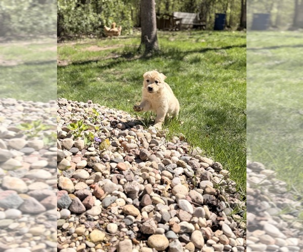 Medium Photo #9 Golden Retriever Puppy For Sale in CHIPPEWA FALLS, WI, USA