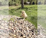 Small #8 Golden Retriever
