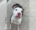 Small #3 American Pit Bull Terrier Mix