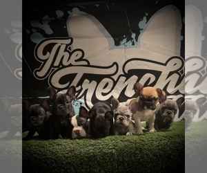 French Bulldog Puppy for sale in SANTEE, CA, USA