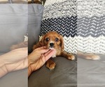 Small #1 Cavalier King Charles Spaniel