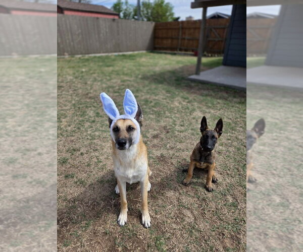 Medium Photo #12 Mutt Puppy For Sale in Imlay City, MI, USA