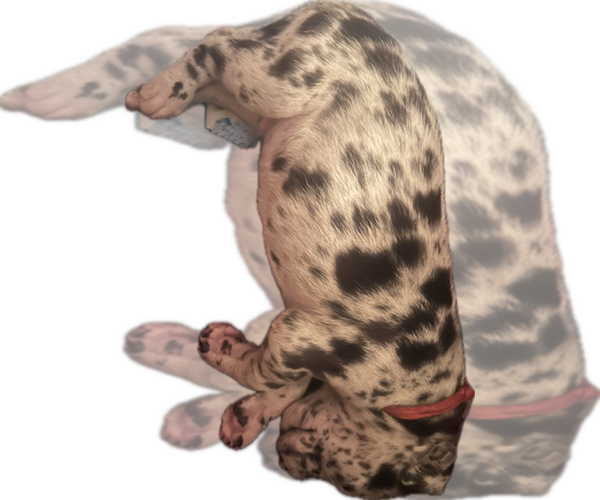 Medium Photo #4 Great Dane Puppy For Sale in WILLIS, TX, USA