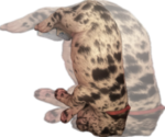 Small #3 Great Dane