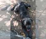 Small Photo #2 Cane Corso Puppy For Sale in MOUNDS, OK, USA