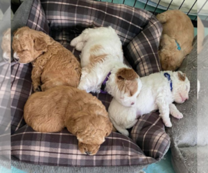 Cavapoo Puppy for sale in FORT WINGATE ARMY DEPOT, NM, USA