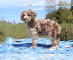 Small Photo #8 Aussiedoodle Puppy For Sale in UNION CITY, TN, USA