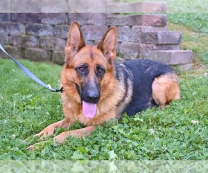 Mother of the German Shepherd Dog puppies born on 06/23/2025