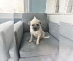 Small #1 Mutt