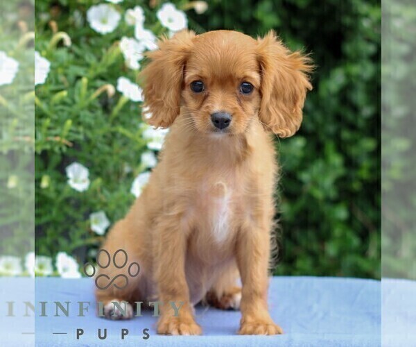 Medium Photo #4 Cavapoo Puppy For Sale in EAST EARL, PA, USA