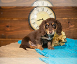 Small #4 Dachshund