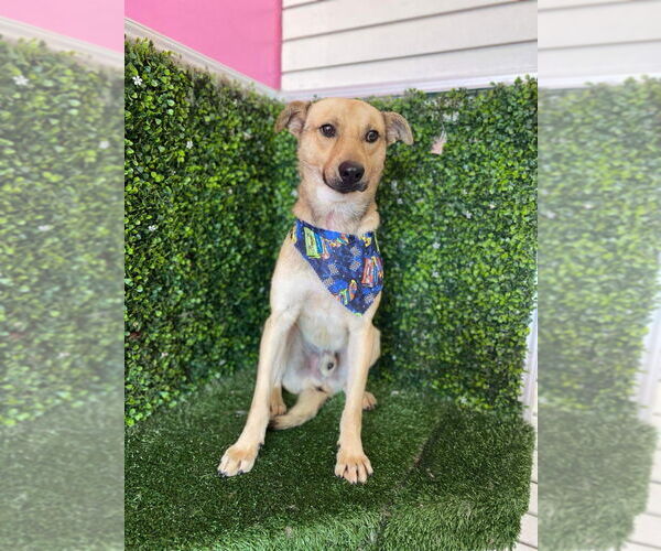 Medium Photo #3 Labrador Retriever-Unknown Mix Puppy For Sale in Lake Forest, CA, USA