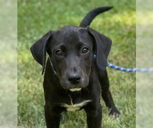 Labrador Retriever-Retriever  Mix Dogs for adoption in Yardley, PA, USA