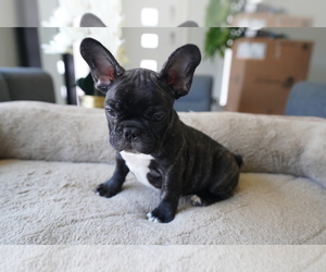 French Bulldog Puppy for sale in SAN FRANCISCO, CA, USA