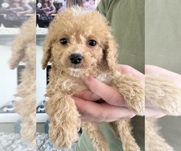 Medium Photo #2 Cockapoo Puppy For Sale in SEBASTIAN, FL, USA