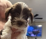 Small #5 Schnauzer (Miniature)