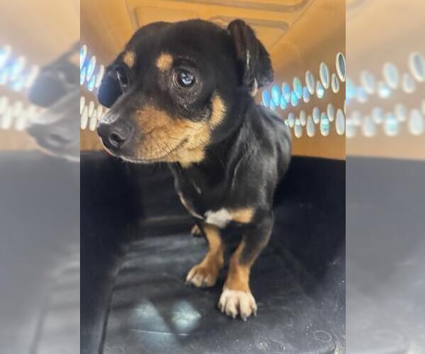 Medium Photo #1 Chihuahua-Unknown Mix Puppy For Sale in San Martin, CA, USA