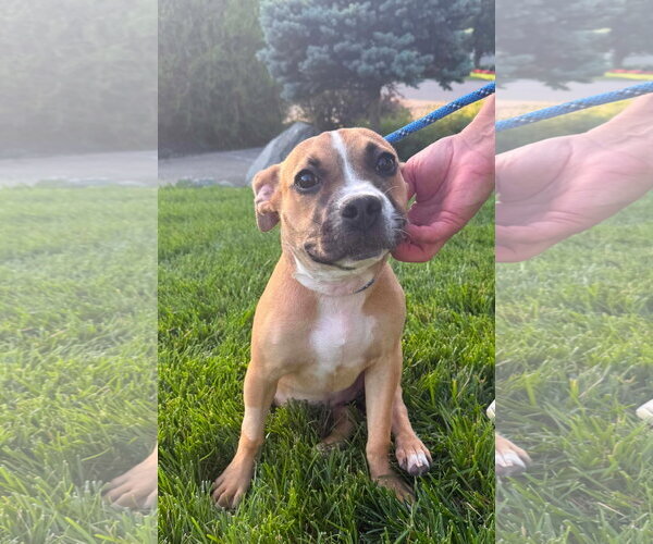 Medium Photo #14 Bulldog-Unknown Mix Puppy For Sale in Germantown, OH, USA