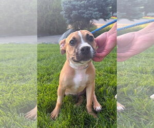 Moon Pie - Female Bulldog-Unknown Mix Dog for Adoption - Photo #14