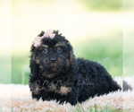 Small #1 Goldendoodle (Miniature)