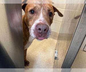 American Staffordshire Terrier-Unknown Mix Dogs for adoption in Grand Prairie, TX, USA