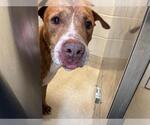Small American Staffordshire Terrier Mix