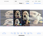 Puppy Puppy 4 Labrador Retriever