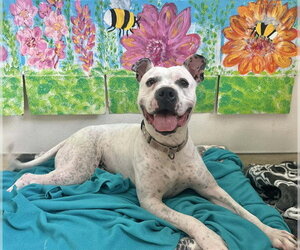 CHANCE - Male Boxer-Unknown Mix Dog for Adoption - Photo #4