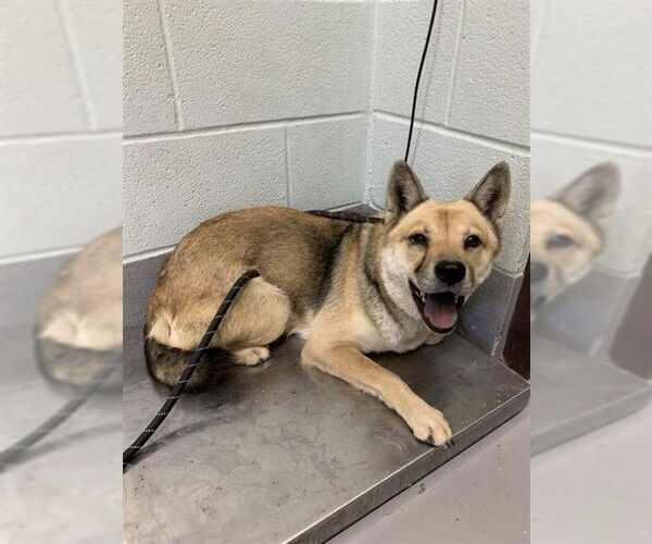 Medium Photo #1 Chow Chow-German Shepherd Dog Mix Puppy For Sale in Corpus Christi, TX, USA