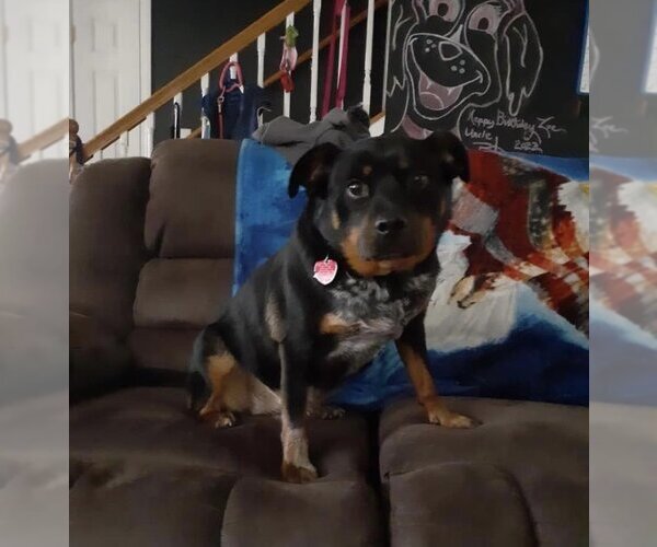 Medium Photo #3 Rottweiler-Unknown Mix Puppy For Sale in Harrison, AR, USA
