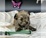 Small #12 Morkie