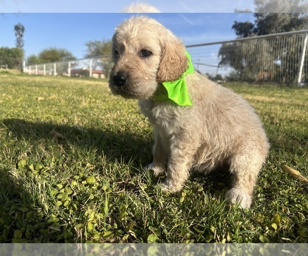 Medium Photo #5 Goldendoodle Puppy For Sale in QUEEN CREEK, AZ, USA
