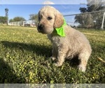 Small #4 Goldendoodle
