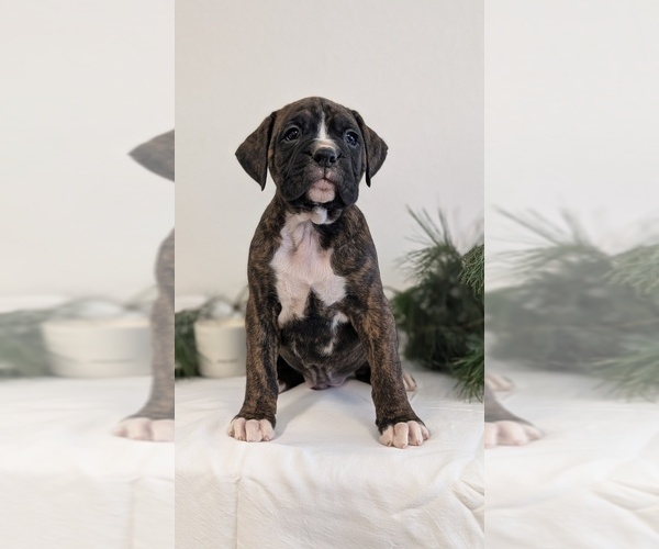 Medium Photo #7 Boxer Puppy For Sale in GOSHEN, IN, USA