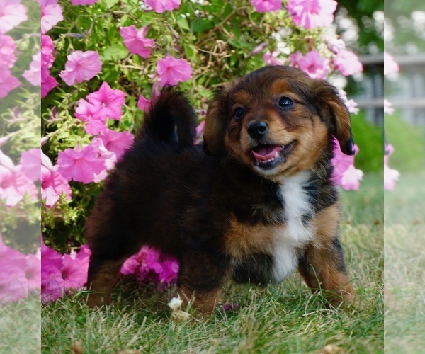 Medium Photo #1 Bernedoodle (Miniature) Puppy For Sale in NAPPANEE, IN, USA