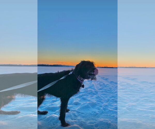 Medium Photo #13 Miniature Labradoodle Puppy For Sale in Buffalo, MN, USA