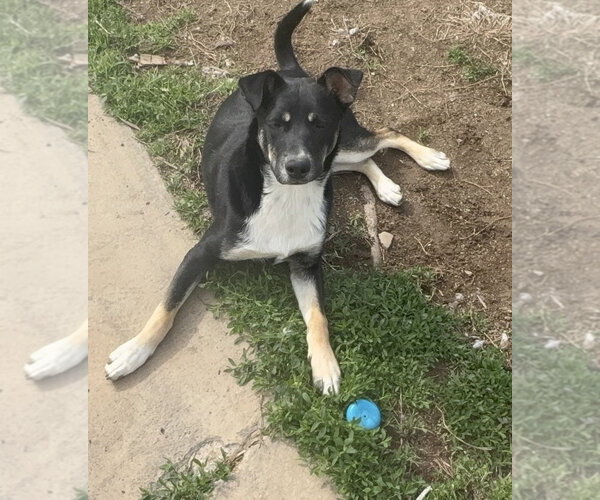 Medium Photo #17 Mutt Puppy For Sale in Fenton, MO, USA