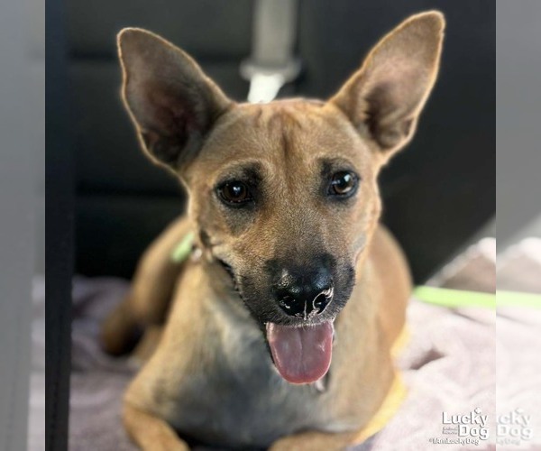 Medium Photo #4 Mutt Puppy For Sale in Washington, DC, USA