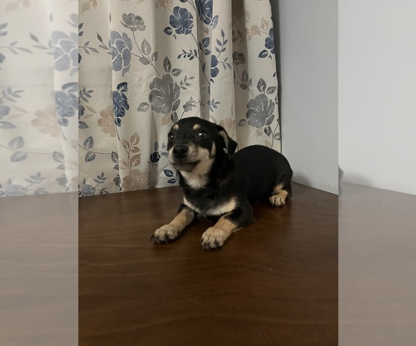 Medium Photo #54 Chihuahua Puppy For Sale in DURHAM, CT, USA