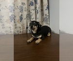 Small #53 Chihuahua